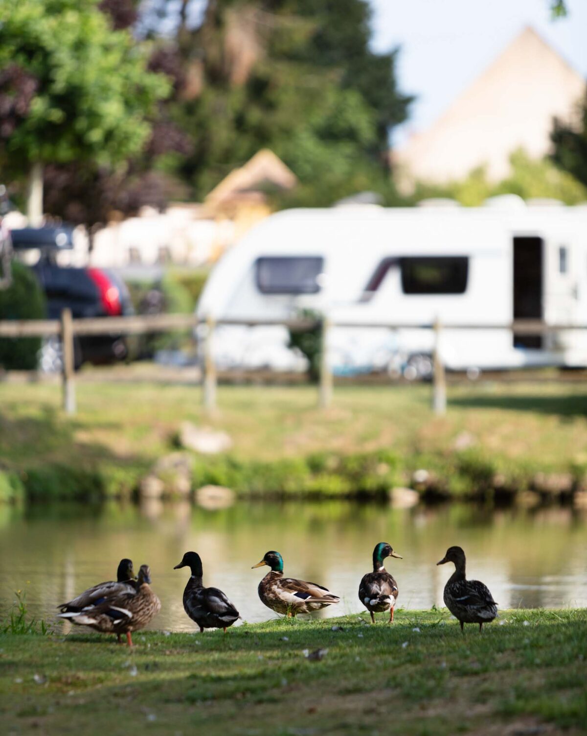 photographe-camping-2019-0138