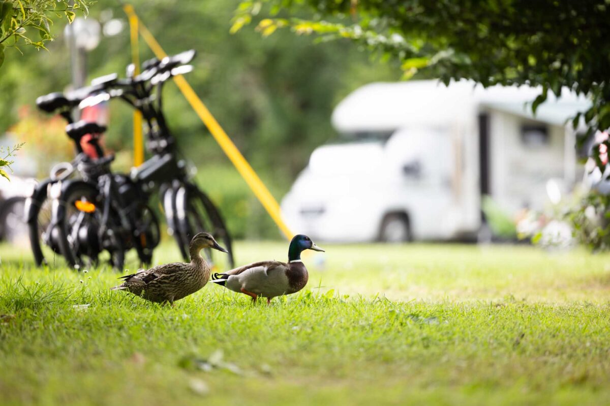 photographe-camping-2023-0222
