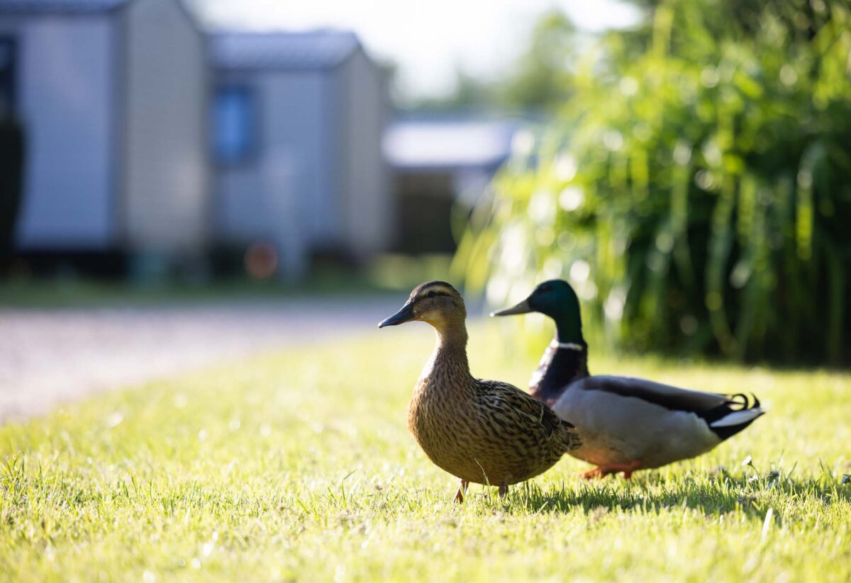 photographe-camping-2024-0304